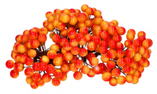 Dekorace oranžové bobule - 1 svazek / 40 bobulí/ - zeleno červené