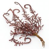 Dekorace větvička s glitry hnědá  Kapradiny 17cm - 1ks