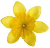 Dekorace květ Narcis 5cm - 1ks | Bílo žlutý, Žlutý