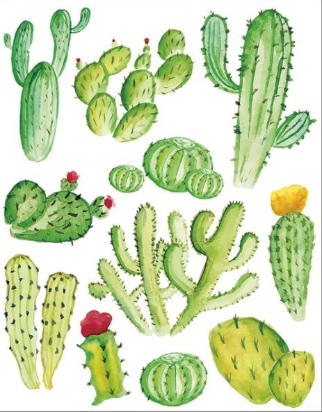 Okenní /adhezní/ fólie Kaktusy 30x42cm - Kaktusy