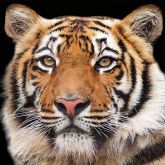 Ubrousek 33x33cm Bengálský tygr
