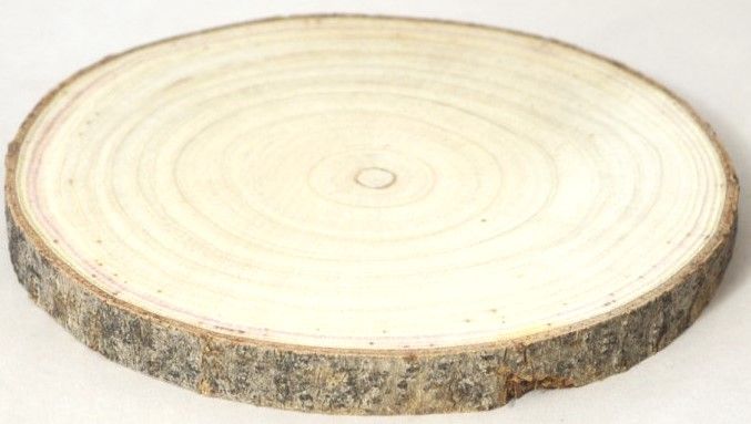 Dekorace přírodní kulaté dřevěné pláty bříza - 1ks - 12cm bříza