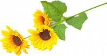Dekorace umělá kytice Slunečnice 60cm / 3 květy