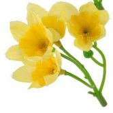 Dekorace květy Narcisky 4cm - 4 květy - Žlutý