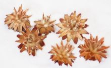  Dekorace sušená květ PLUMOSUM - cca 6 cm - 3ks